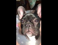 Black bulldog wears plastic cone of shame around head