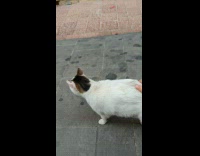 Stray cat approached gets petted and stands up on the street