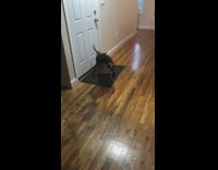 Black white dog plays circle rope toy