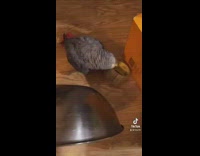 Collab BitchIG2 - Grey bird bangs tape on floor