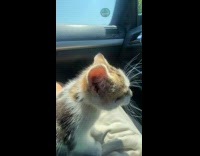 Pet cat mouth open while inside the car on a trip