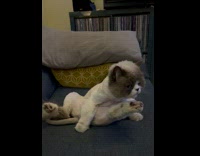 Cat with shaved body sit on sofa