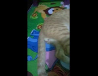 Brown cat sleeps on its side poops 