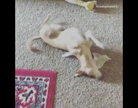 Brown Dog Rolls Around On Carpet on Dryer Sheets