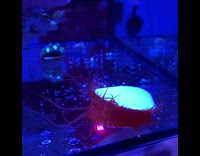 White and red round creature glows UV 