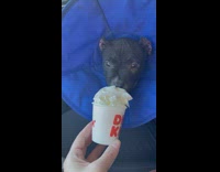 Tired puppy gain energy lick pup cup