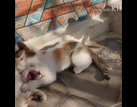 Two brown orange kittens play fight mugshot 