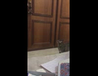 Cat squeezes through closed wooden doors 