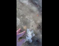 Guy touches frozen saltwater ice 