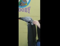 Affectionate grey bird dont stop scooby painting 