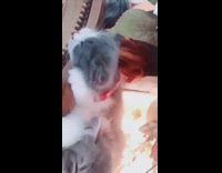 Three kittens sleep on wood table, lofi music