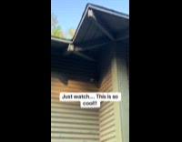 Woman sees orb weaving spider on backyard 