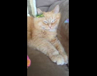 orange cat laying down with butterfly filter