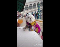 Small white dog has multiple winter outfits 