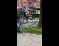 Guy has two ferrets on leashes