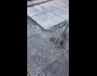 Guy hand feeds nuts to squirrel 
