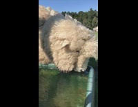 Collab AnimalIG - White sheep drinks water inside large container 