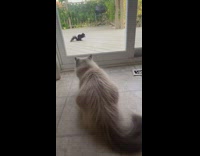 Fluffy cat stares at squirrel through window 