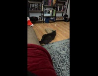 Cat plays and pushes around the box