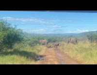 Family of elephants crossing the road 