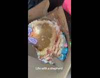 Dog almost finished whole cake in car 