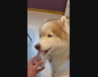 Dog licks the yogurt in the glass