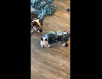 white dog shark costume