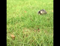 Mole Crawls Fast on Grass at Yard
