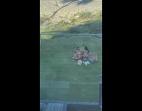 Two woman bikini flaunt butt picnic