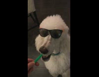 music white dog wearing glasses biting pencil