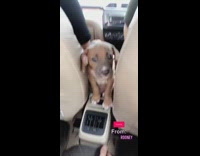 Brown puppy dog sits center console car