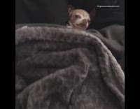 Chihuahua dog lays in bed grumpy