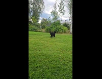 Dog tricked by filmer and fetches toy