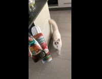 Cat stand and sniff whip cream bottle