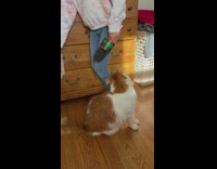 Orange and white cat meows into microphone 