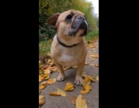 Dog drooling with attached leaf on drool