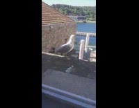 Man argues with seagull outside his work place window