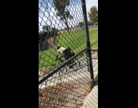 Security rides bike down stairs falls off