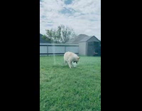 Large white dog plays bites water sprinklers