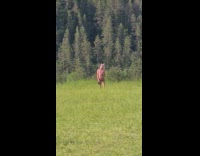 Woman in bikini with pink dreadlocks at the grass