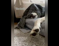 Girl touches paw annoys husky dog 