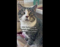 Cross-Eyed Cat Looks at Lady as it Lowers Head