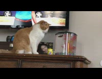 Cat watches fish inside a small tube aquarium