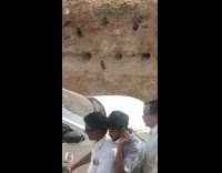 Birds nesting inside holes in dirt wall