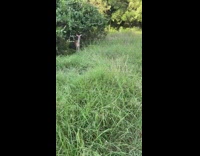 Two dogs on walk dont notice deer