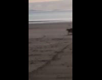 Kangaroos visit Australia beach morning relax fight