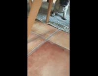 Pug dog plays with gold ornament 