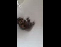 Rescued little owl bath in water tub