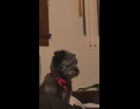 Grey dog ignores toy humps black pillow 