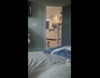 Cat with broken leg jumps on bed 